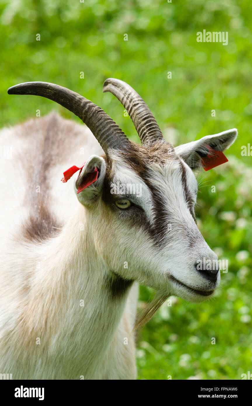 Capra con lunghe corna closeup, campo erboso su sfondo Foto Stock