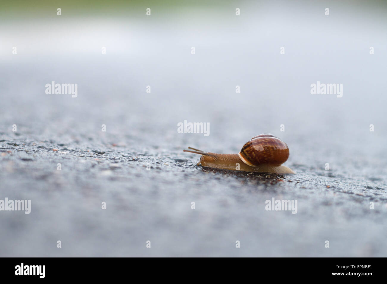 Primo piano della lumaca strisciando sulla superficie bagnata, profondità minima Foto Stock