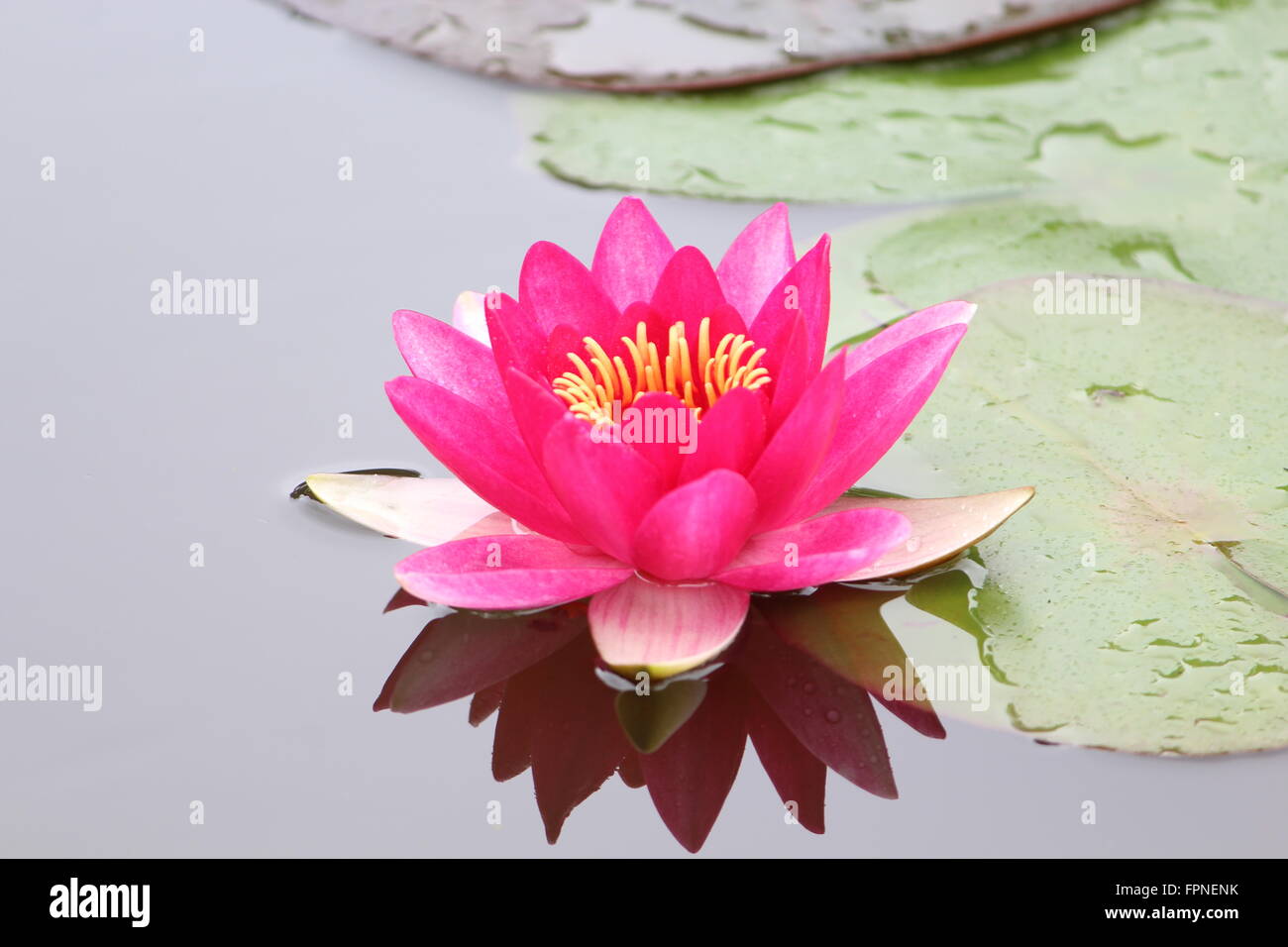 Lotus - il fiore nazionale dell'India Foto Stock