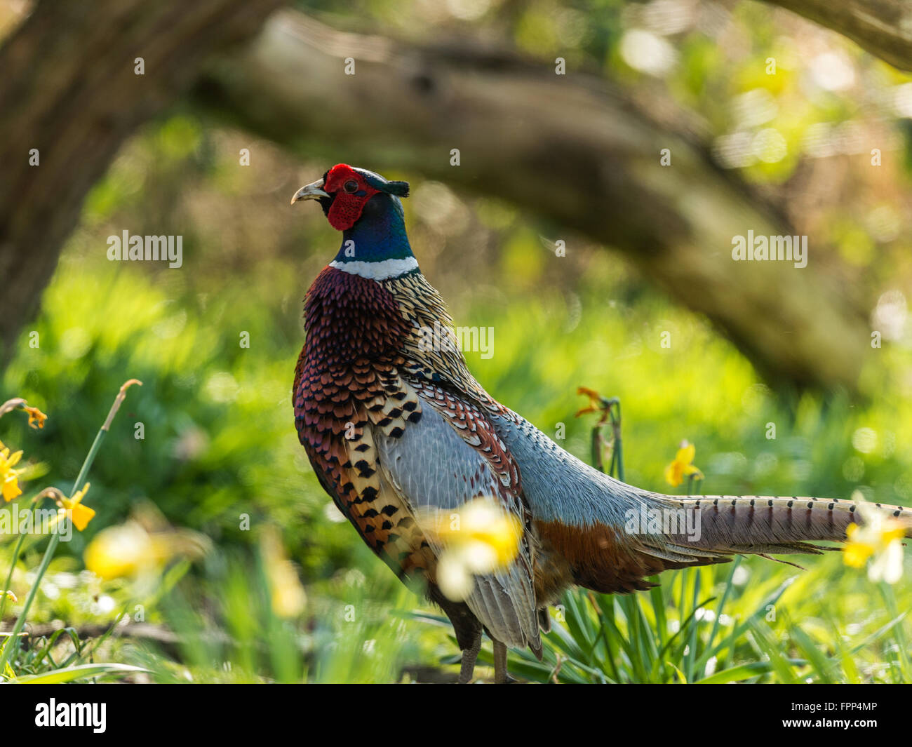 Bellissimo anello maschio colli (Fagiano Phasianus colchicus) chiacchiere nel bosco naturale foresta impostazione. Foto Stock