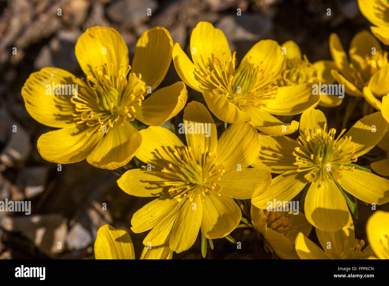 Eranthis hyemalis Cilicica, fiori in fiore di aconite invernale Foto Stock