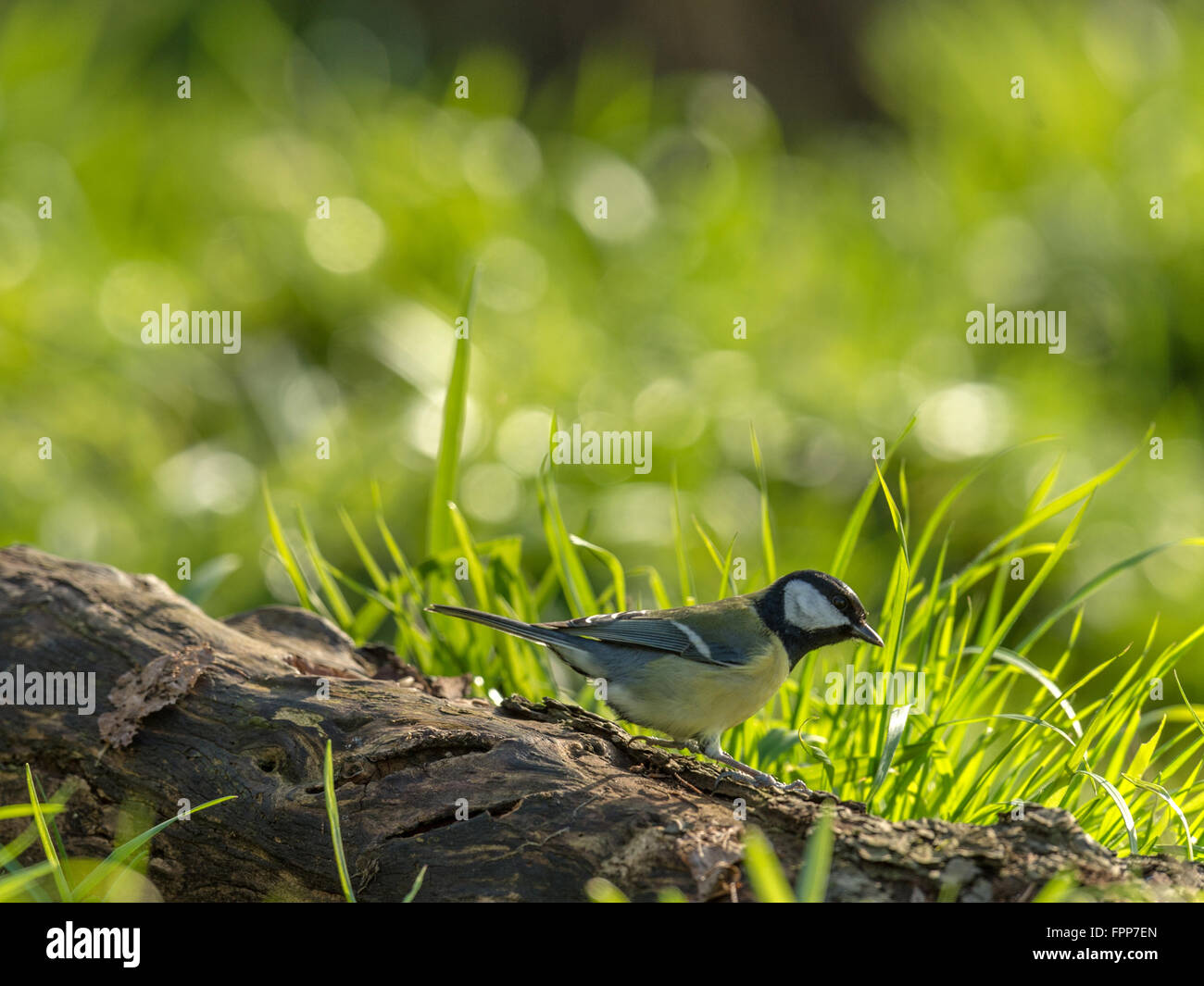 Bella cinciallegra (Paripus major) rovistando nel bosco naturale foresta impostazione. 'Depicted, isolato appollaiato su un tronco di legno". Foto Stock