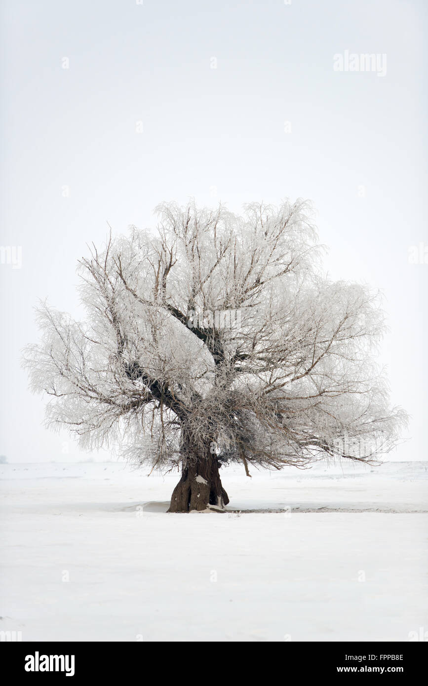 Splendido Oak tree inverno sul tempo di inverno Foto Stock
