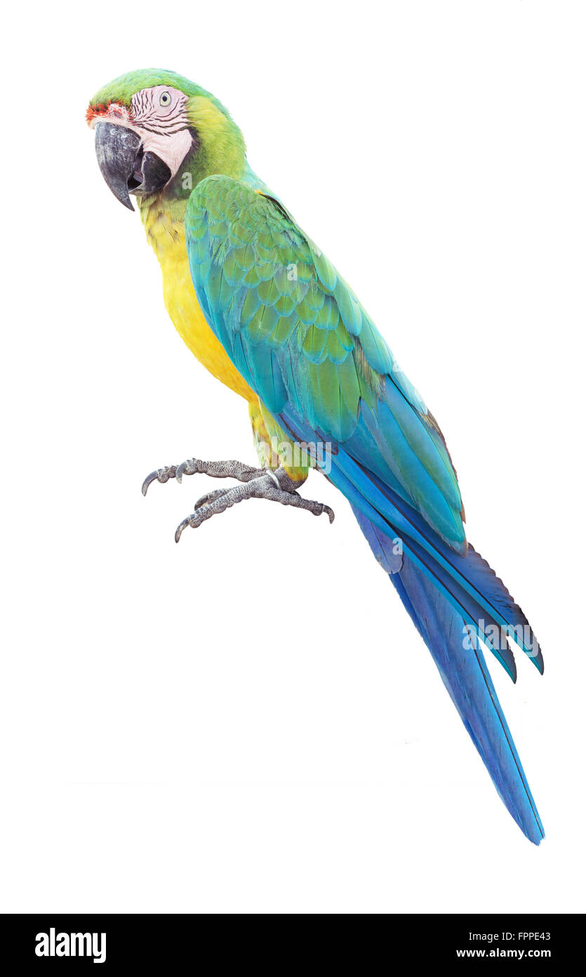 Colorato pappagallo blu macaw isolati su sfondo bianco Foto Stock