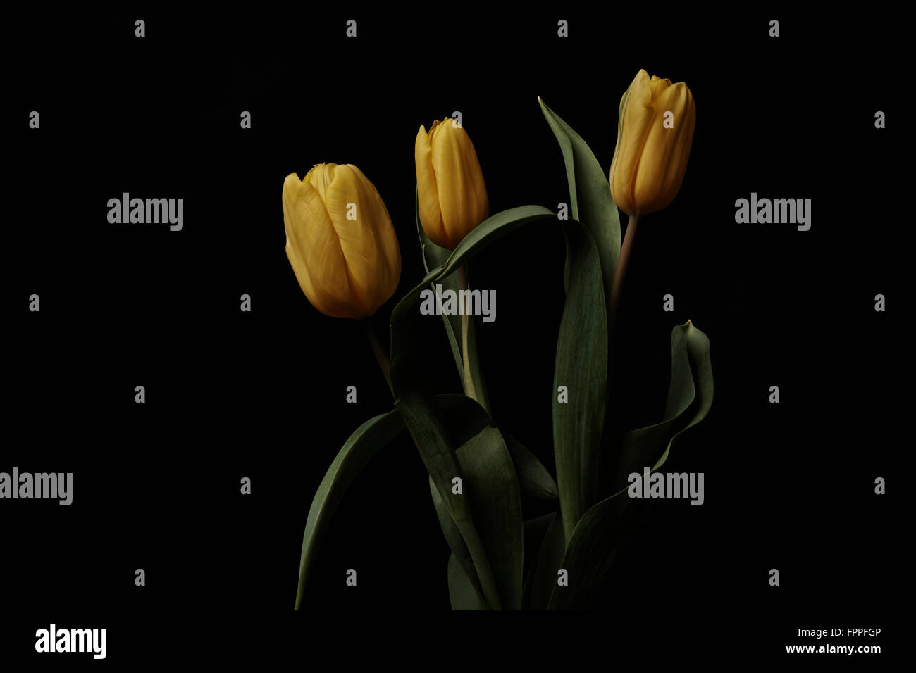 Tre tulipani gialli su sfondo scuro, che evidenziano i loro colori vivaci e i delicati petali. Foto Stock