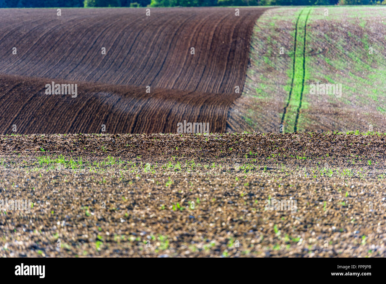 Campo agricolo su una collina con giovani germogli. Inquadratura orizzontale Foto Stock