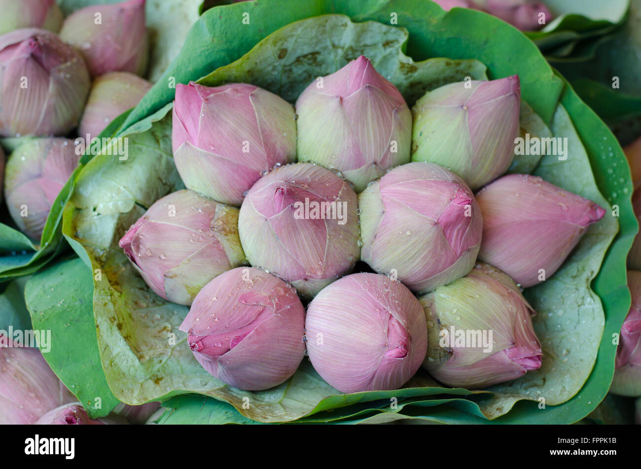 Fresh lotus bud bouquet nel mercato dei fiori (Pak Klong Talad, Thailandia) Foto Stock