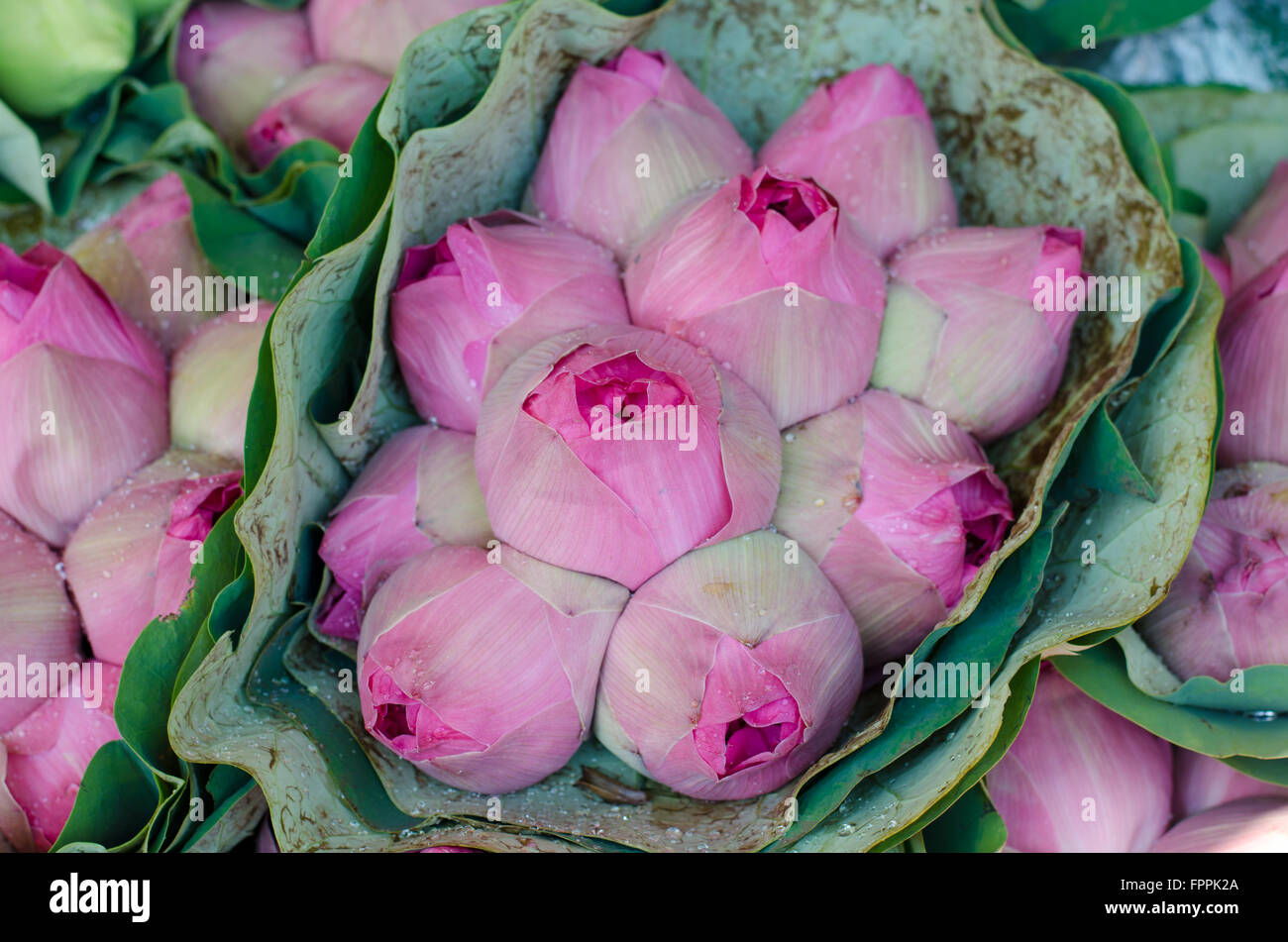 Fresh lotus bud bouquet nel mercato dei fiori (Pak Klong Talad, Thailandia) Foto Stock