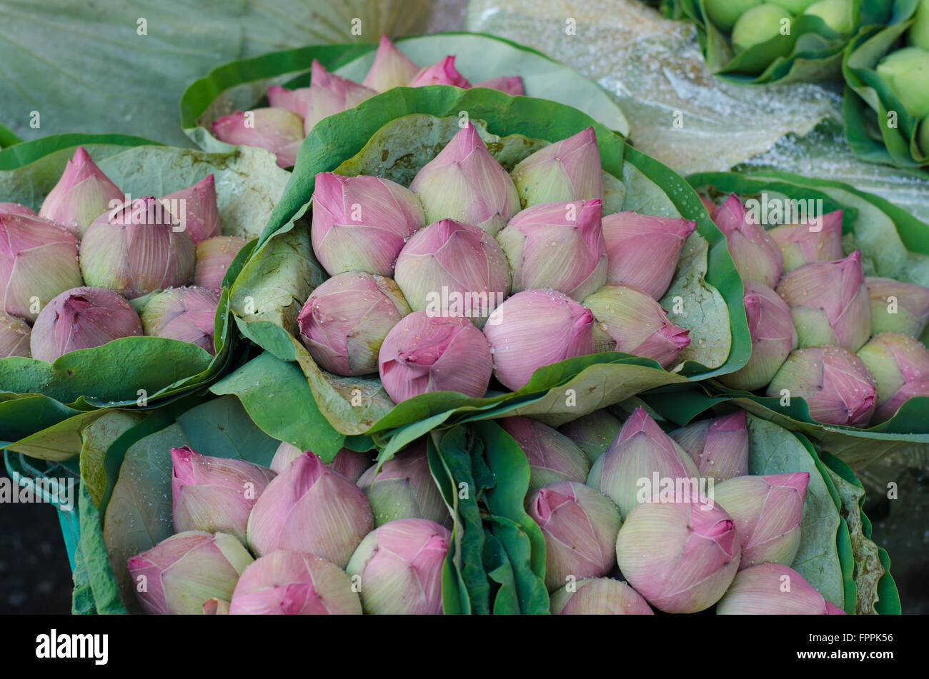 Fresh lotus bud bouquet nel mercato dei fiori (Pak Klong Talad, Thailandia) Foto Stock