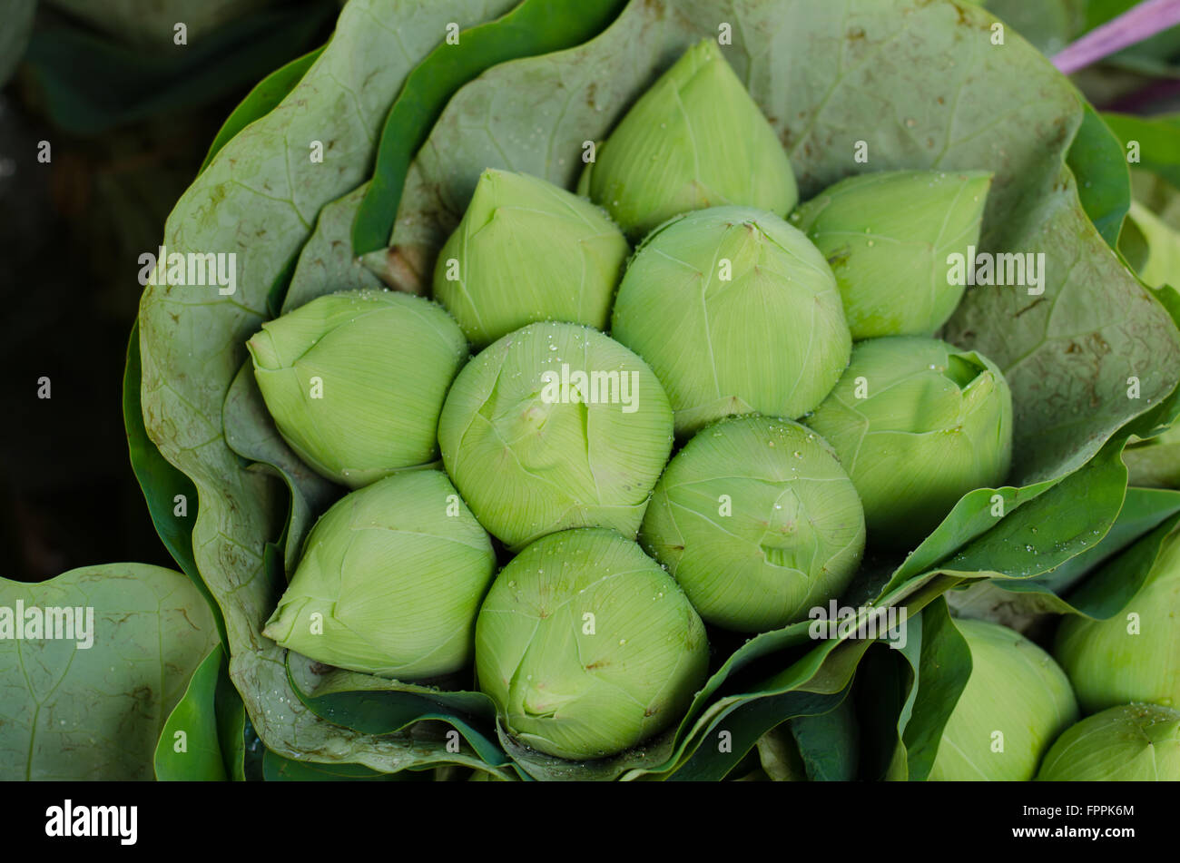 Fresh lotus bud bouquet nel mercato dei fiori (Pak Klong Talad, Thailandia) Foto Stock