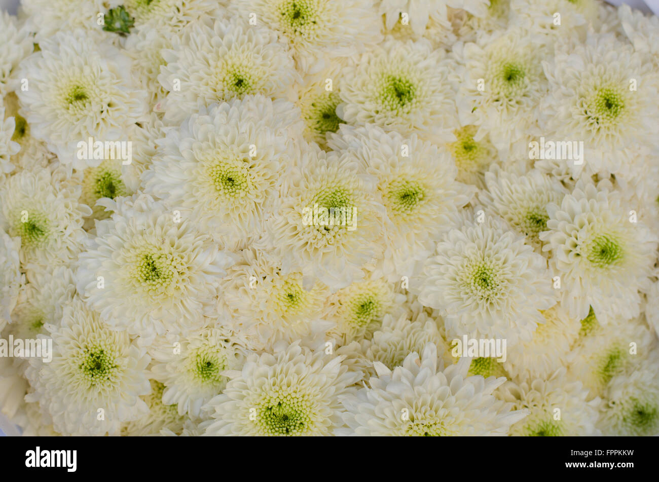 Bella bianco sullo sfondo del crisantemo Foto Stock