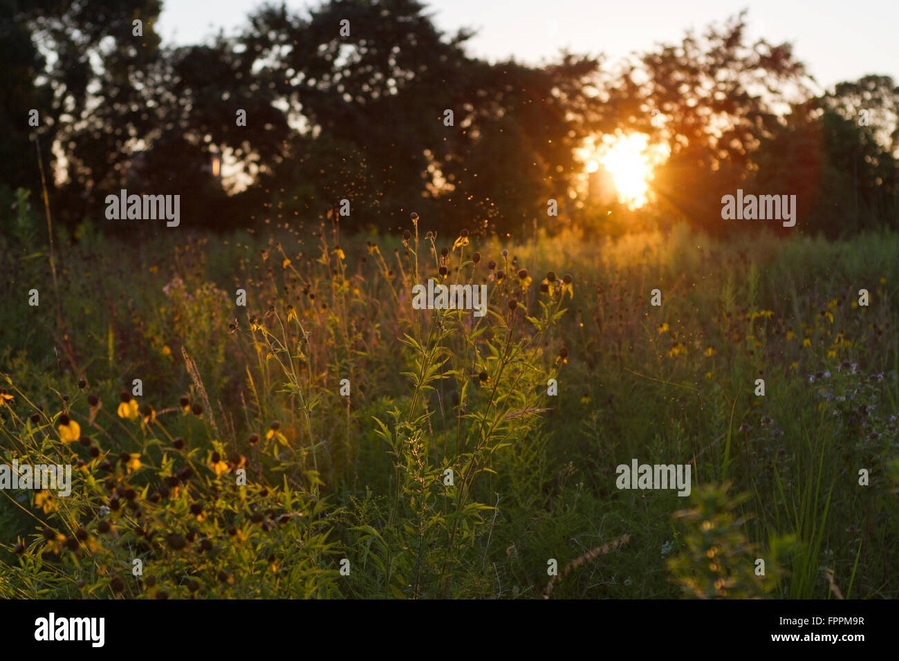 Estate tramonto sul campo di fiori Foto Stock