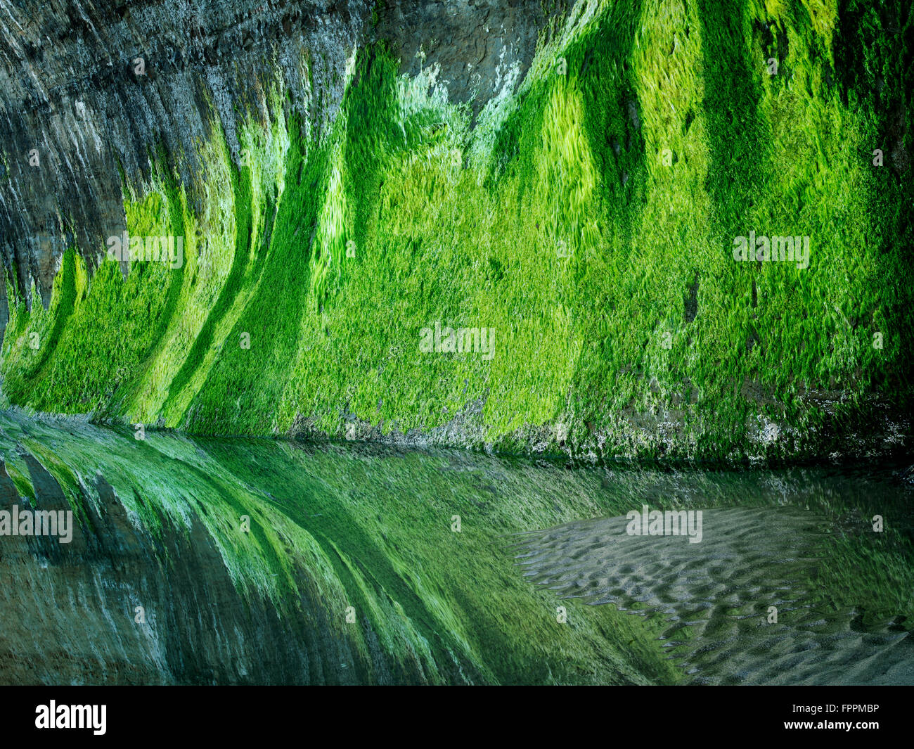 Mare e di erba bassa marea piscina al diavolo la conca di Stato Area Naturale. Oregon Foto Stock