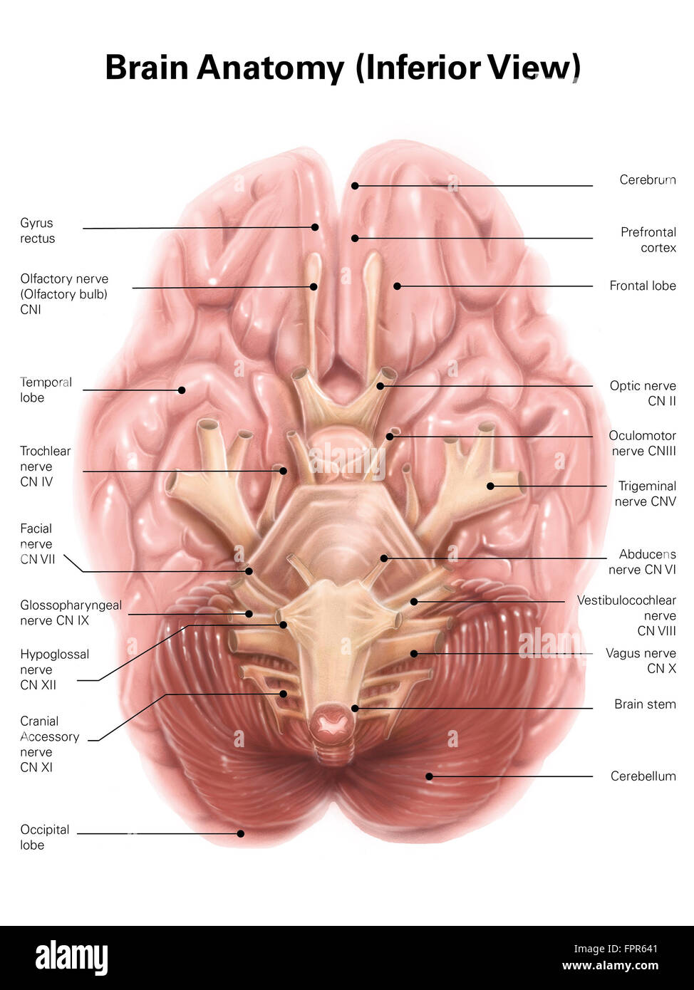 Anatomia del cervello umano, vista inferiore. Foto Stock