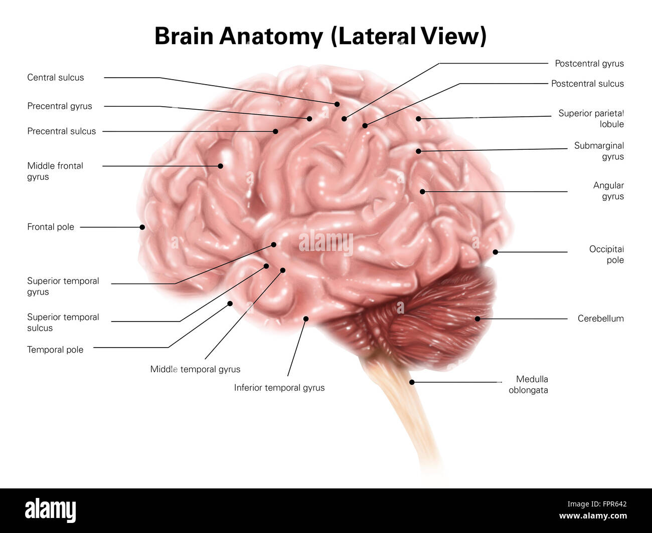 Cervello umano anatomia, vista laterale. Foto Stock