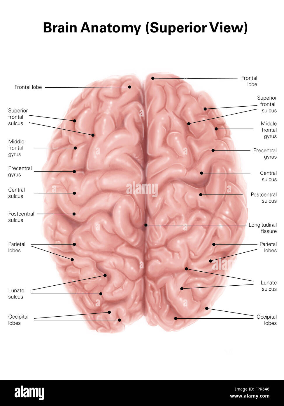 Cervello umano anatomia, superior vista. Foto Stock