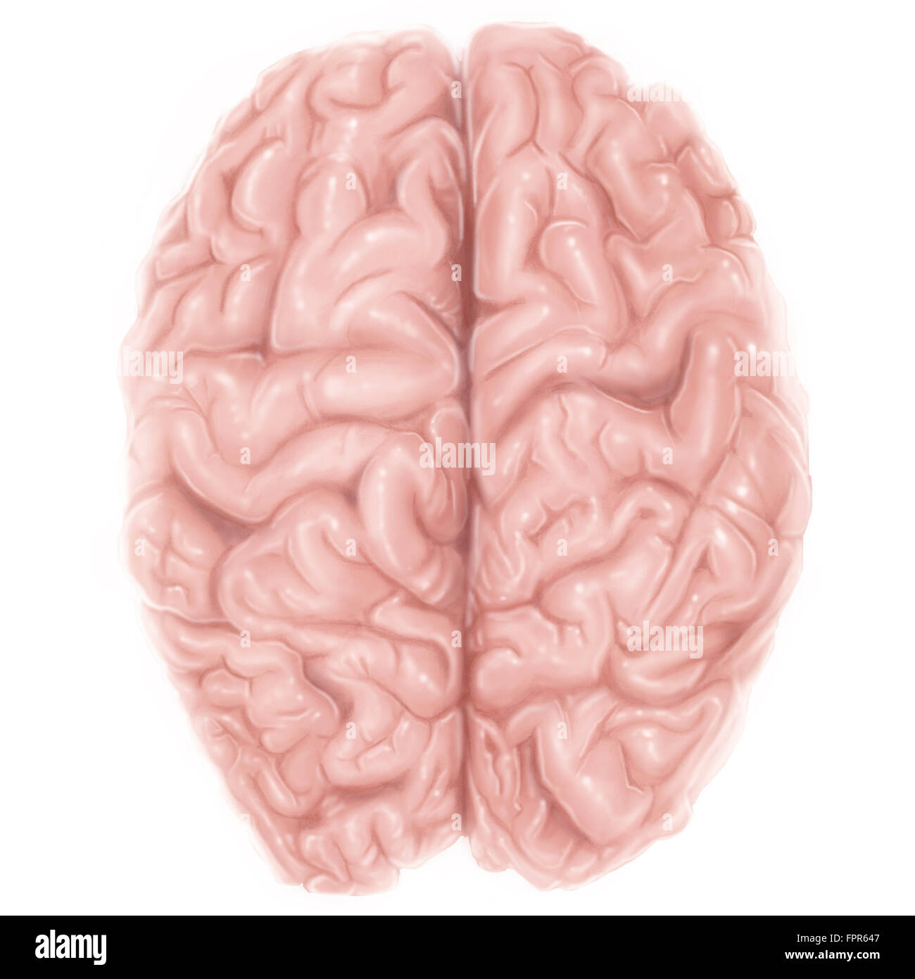 Vista superiore del cervello umano. Foto Stock