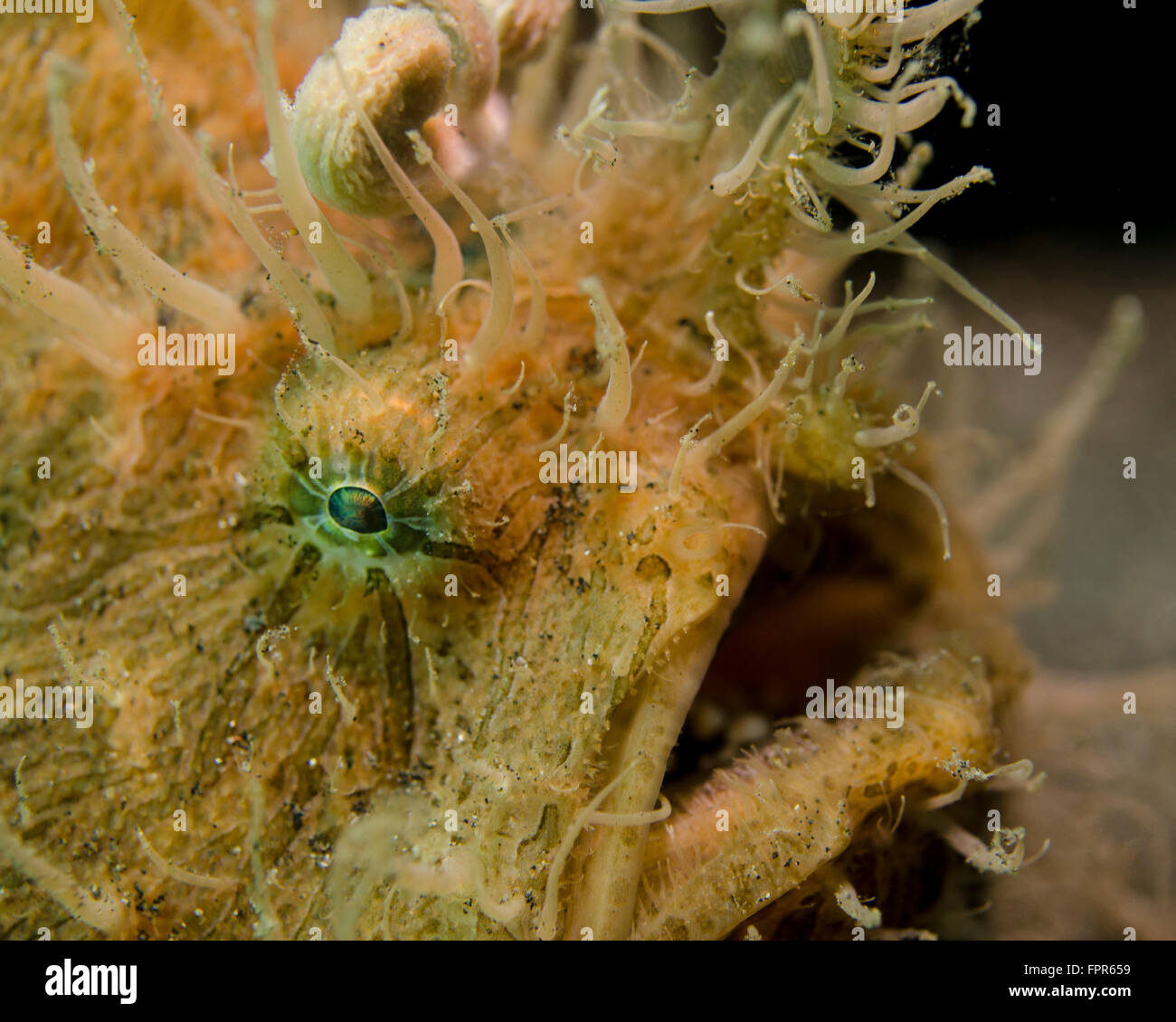 Rana pescatrice peloso, Lembeh strait, Indonesia. Foto Stock