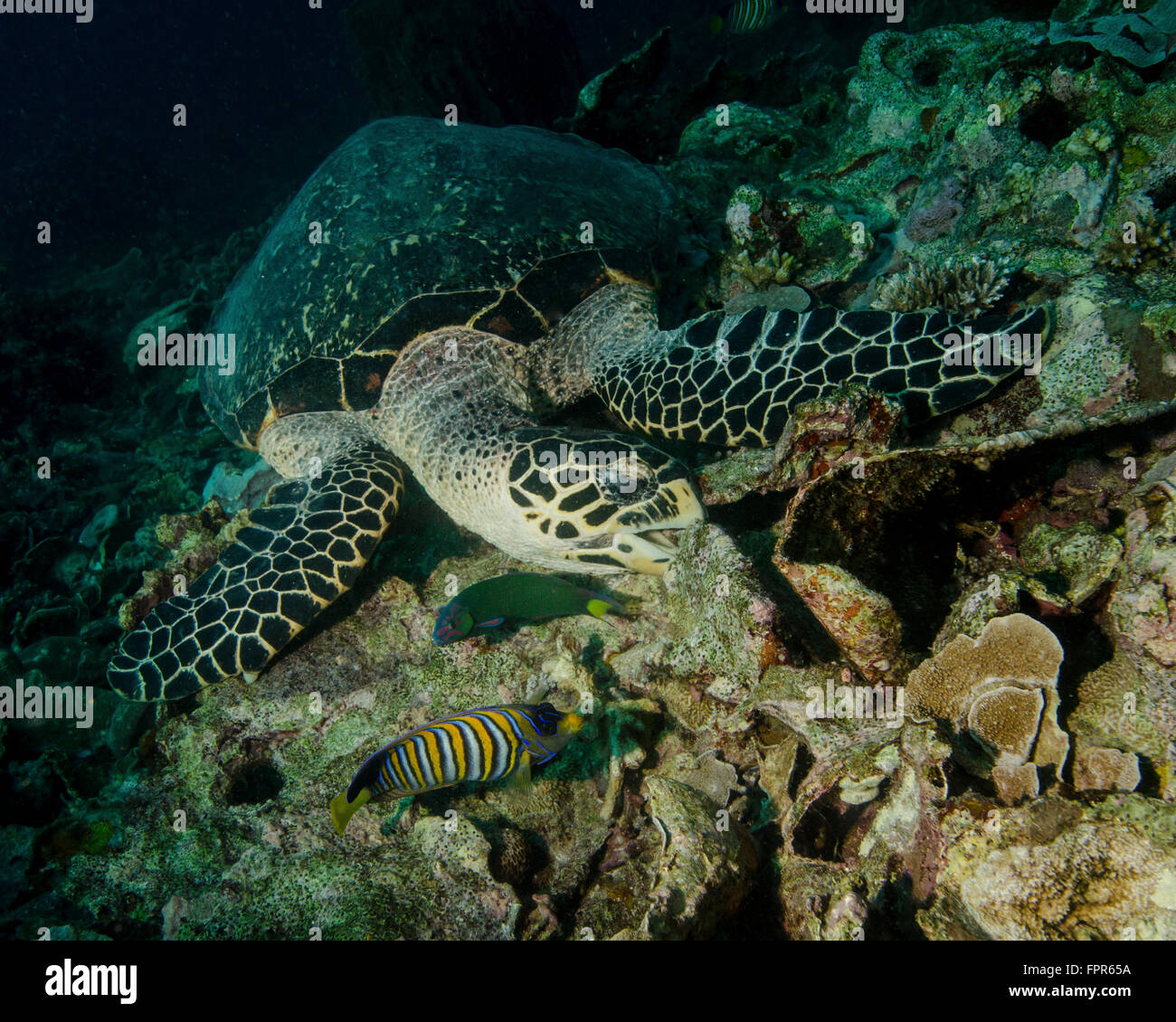 Hawksbill tartaruga di mare, alimentazione di Bunaken Marine Park, Indonesia. Foto Stock