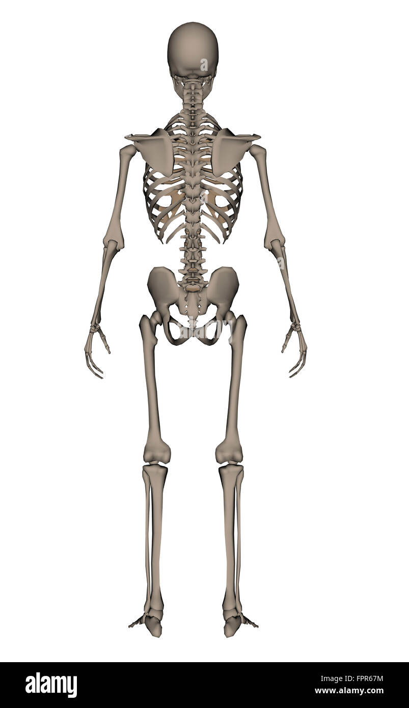 Vista posteriore dello scheletro umano, isolato su sfondo bianco. Foto Stock
