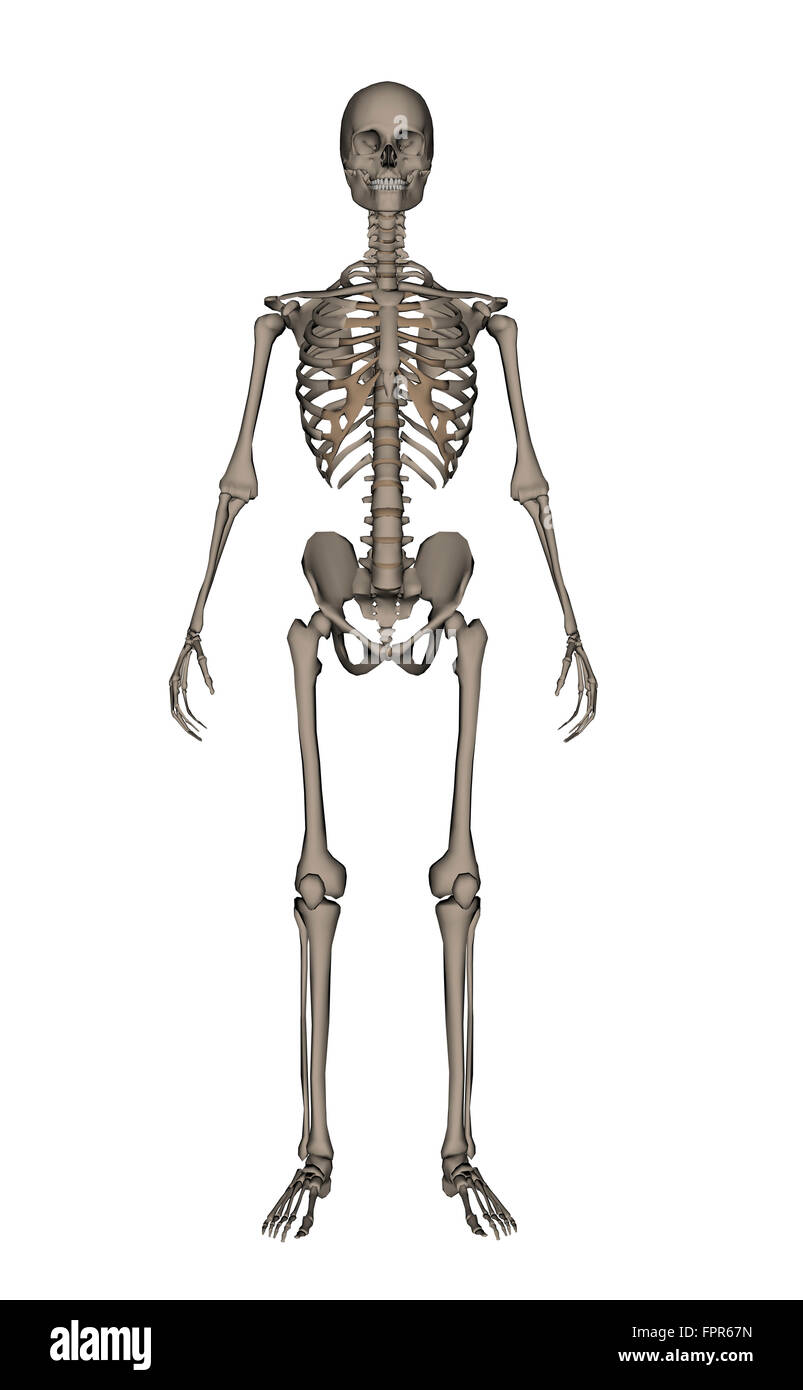 Vista anteriore dello scheletro umano, isolato su sfondo bianco. Foto Stock