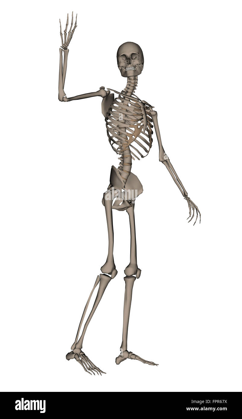Vista anteriore dello scheletro umano dire addio, isolato su sfondo bianco. Foto Stock