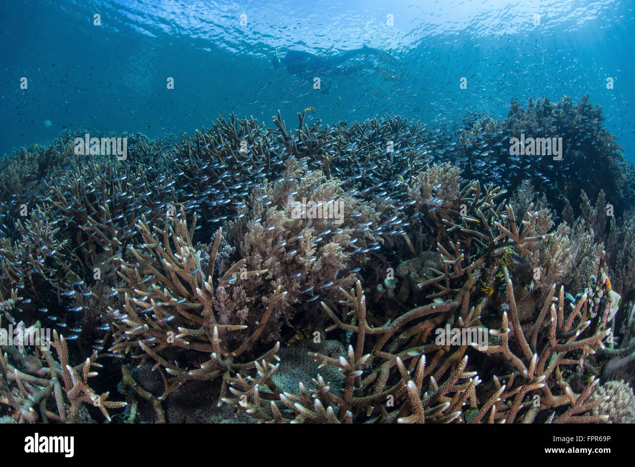 Il novellame nuotare al di sopra di un pendio di coralli in Raja Ampat, Indonesia. Questa remota regione è conosciuta come il cuore del corallo Trian Foto Stock