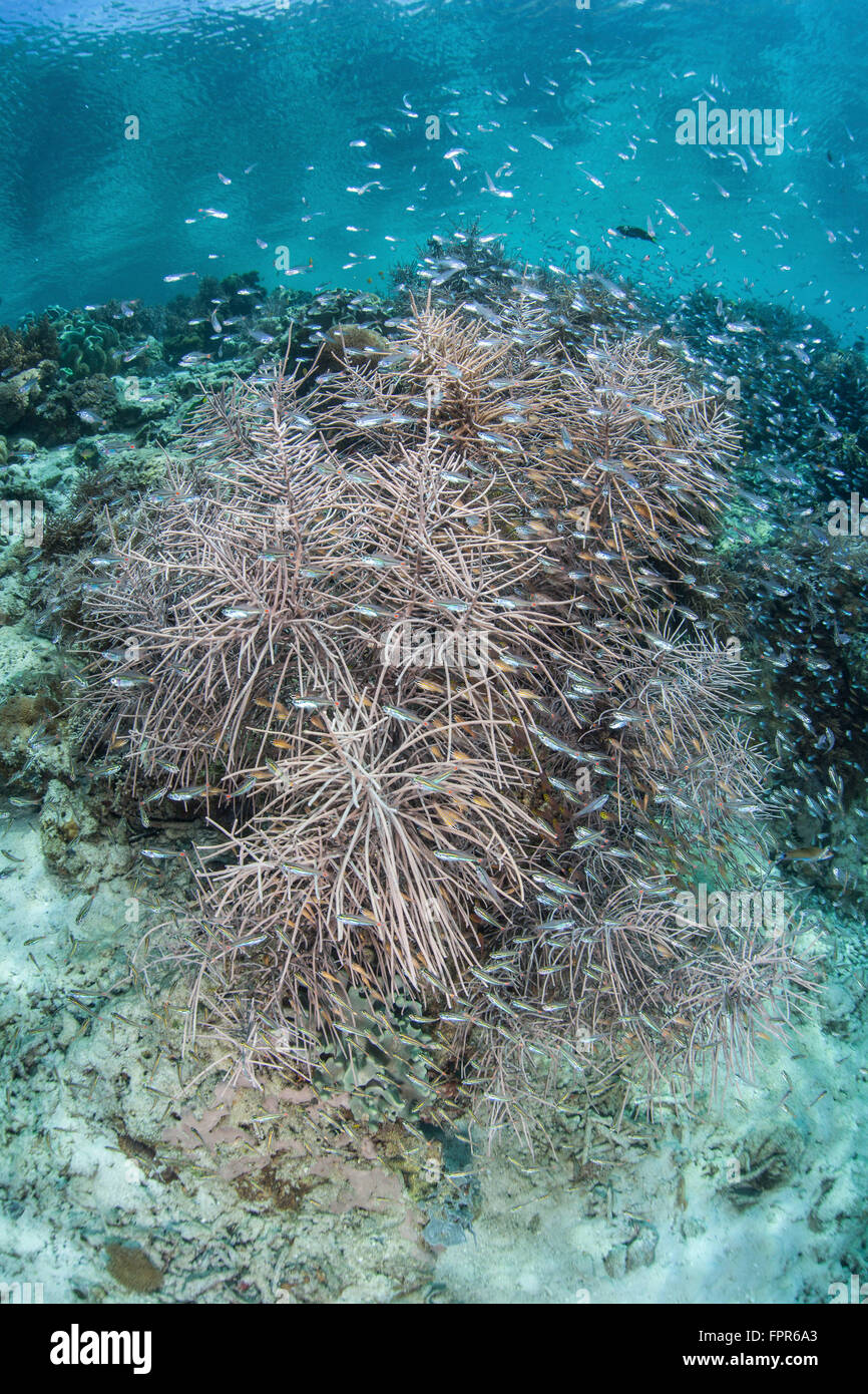 Il novellame sciame attorno ad una colonia di corallo in Raja Ampat, Indonesia. Questa remota regione è conosciuta come il cuore del corallo Triang Foto Stock