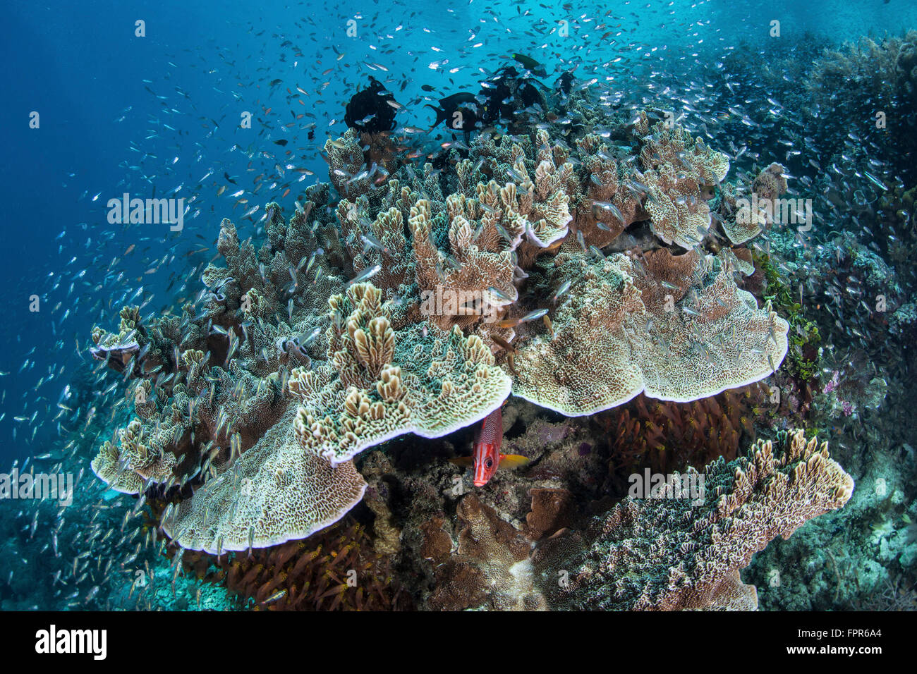 Il novellame sciame attorno ad una colonia di corallo in Raja Ampat, Indonesia. Questa remota regione è conosciuta come il cuore del corallo Triang Foto Stock
