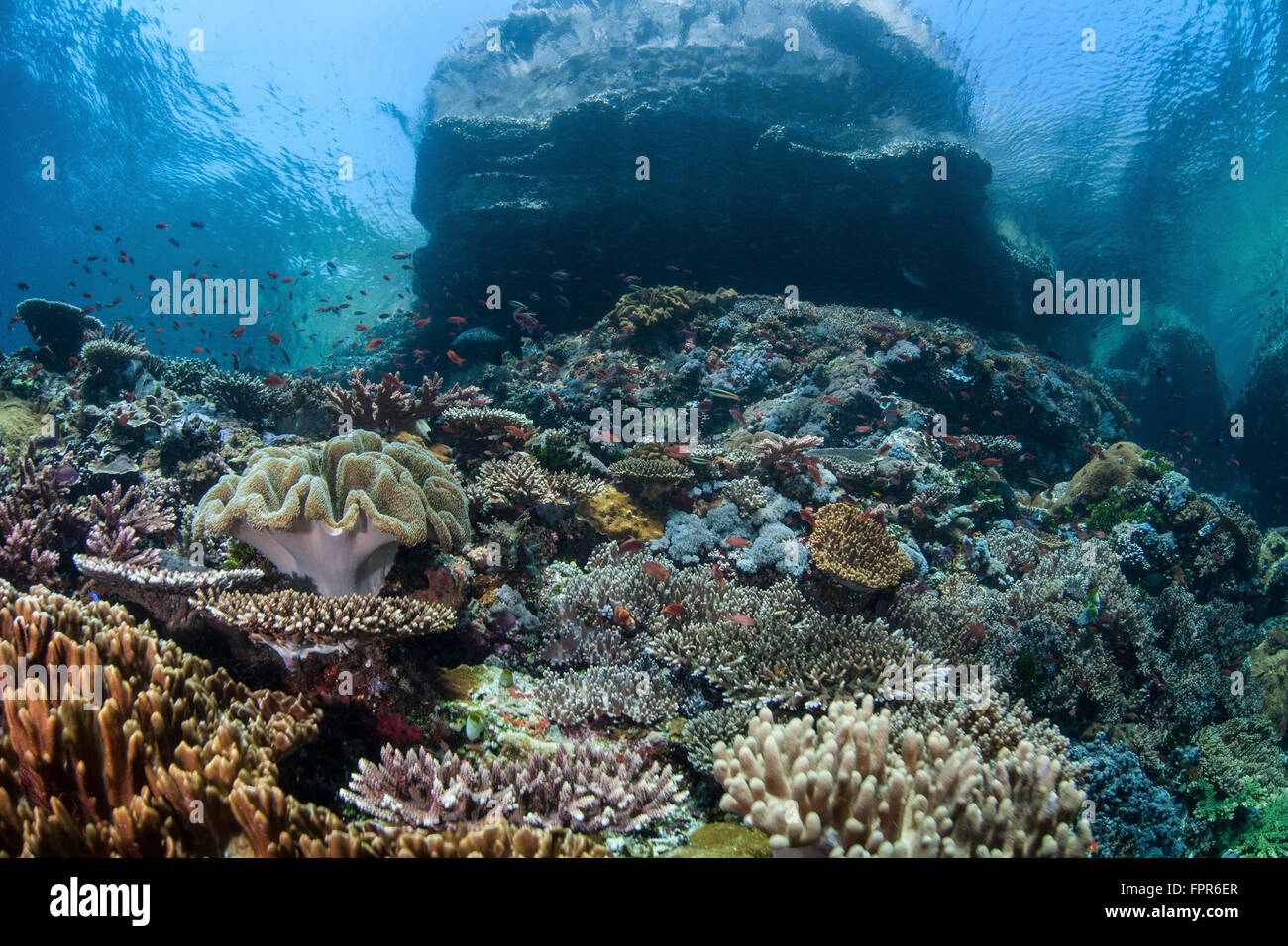Una bellissima barriera corallina prospera su un pendio sottomarino nel Parco Nazionale di Komodo, Indonesia. Questa area tropicale nel western Paci Foto Stock