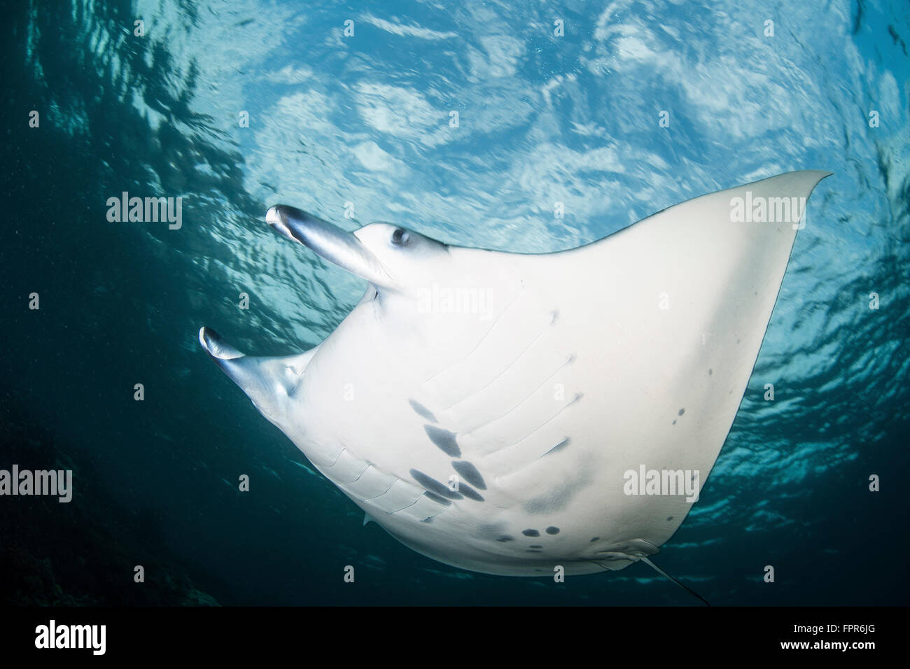 Una manta ray (Manta alfredi) nuota attraverso acqua poco profonda nella tropicale oceano Pacifico. Foto Stock