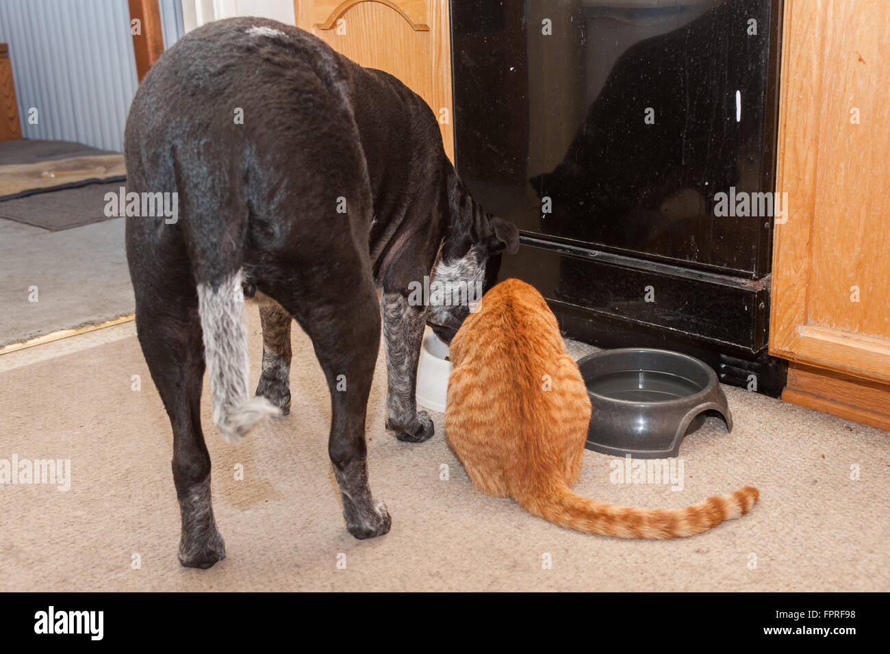 Cane e gatto cooperanti a ora di cena. Foto Stock