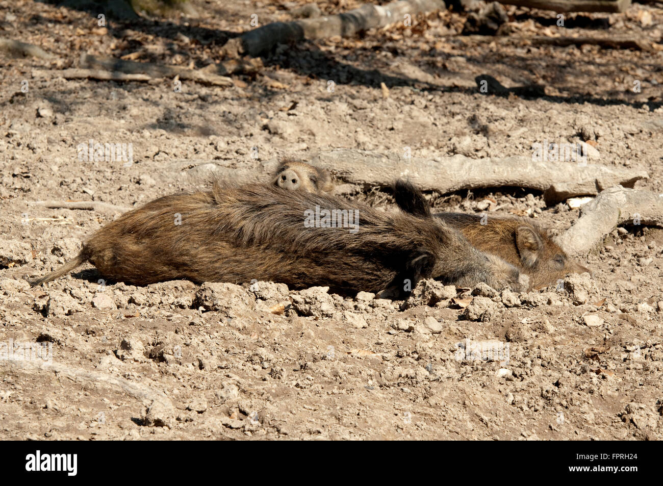 Wildschwein, Sus scrofa Foto Stock