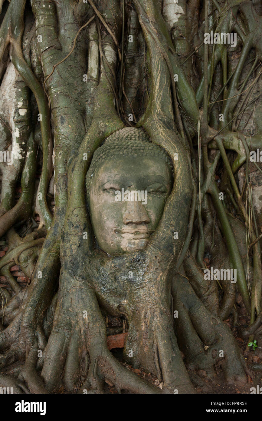 Testa di Buddha circondata da radici di alberi, Wat Mahathat, Ayutthaya Work Heritage Site, Thailandia, Asia Foto Stock