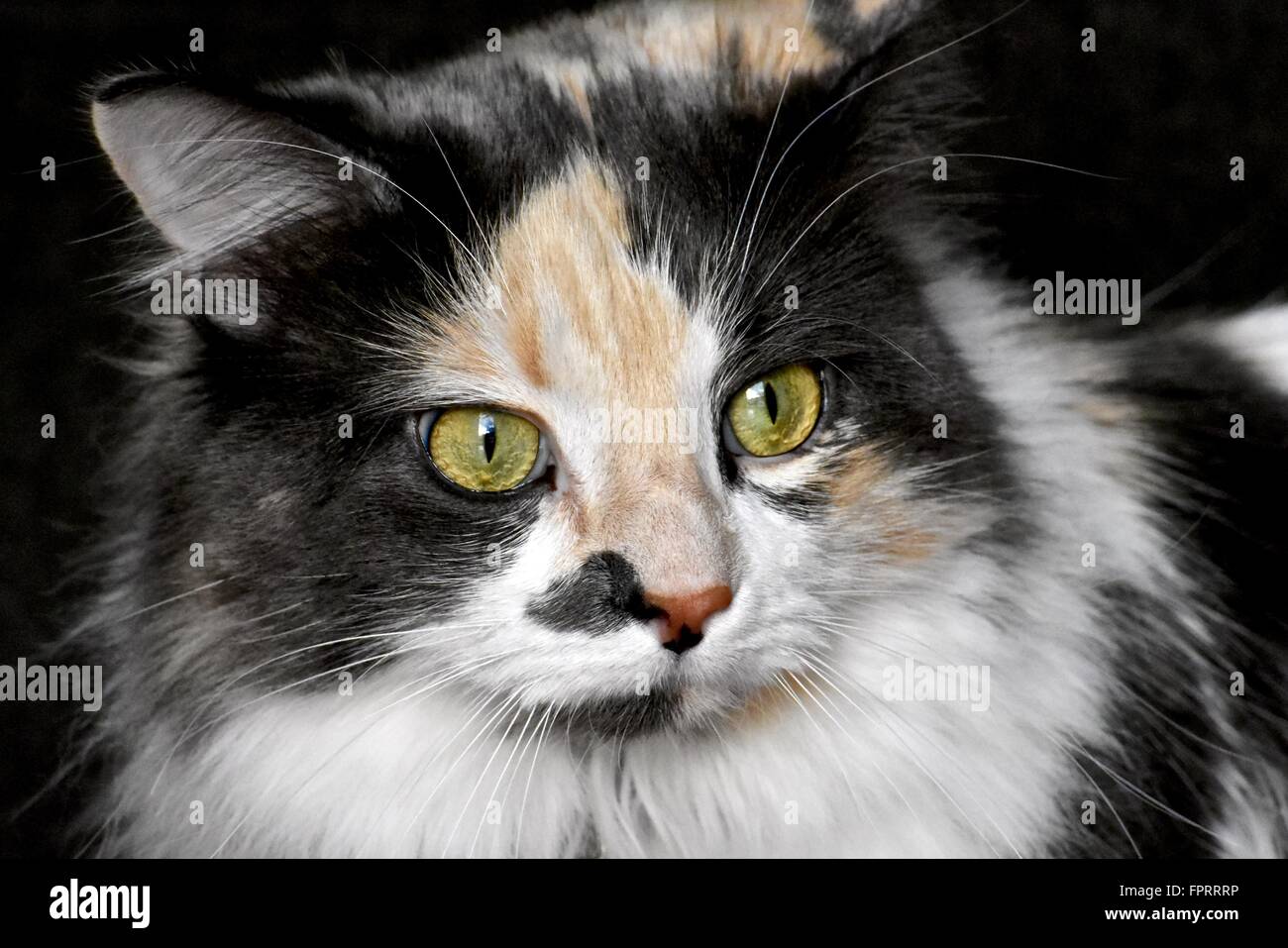 Capelli lunghi gatta calico (felis catus) con occhi esotici Foto Stock