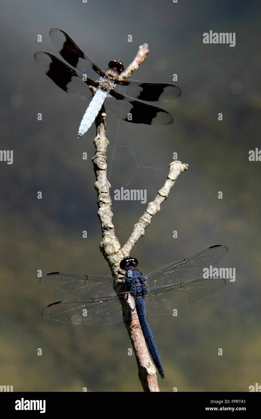 Due libellule su un ramoscello su stagno in estate Foto Stock