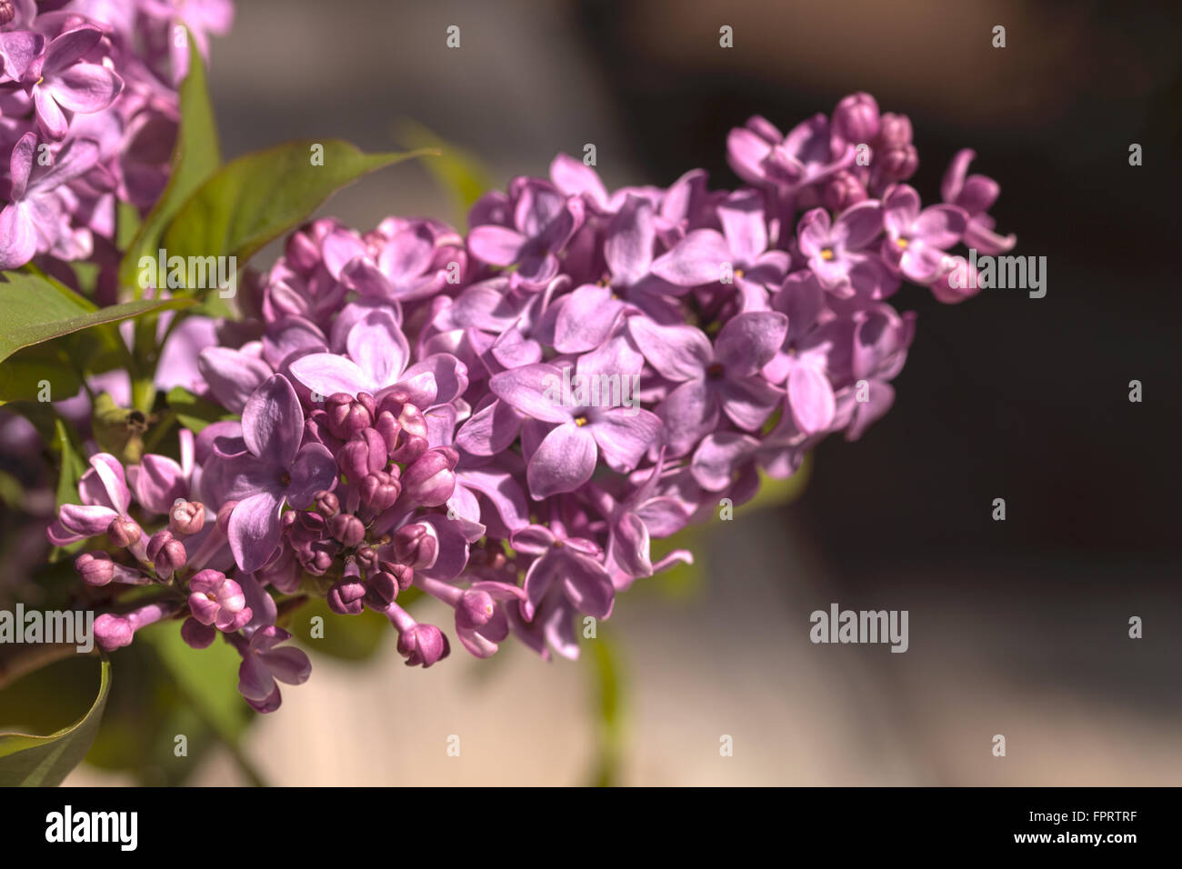 Il comune impianto di lilla, di Syringa vulgaris, viene fornito in forma di un arbusto o un piccolo albero. Foto Stock