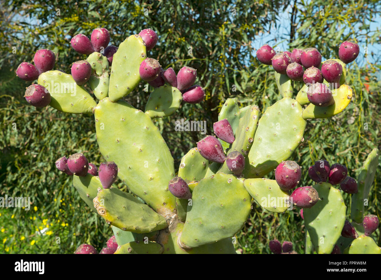 Ficodindia cactus (Opuntia ficus-indica) con frutta, Sardegna, Italia Foto Stock