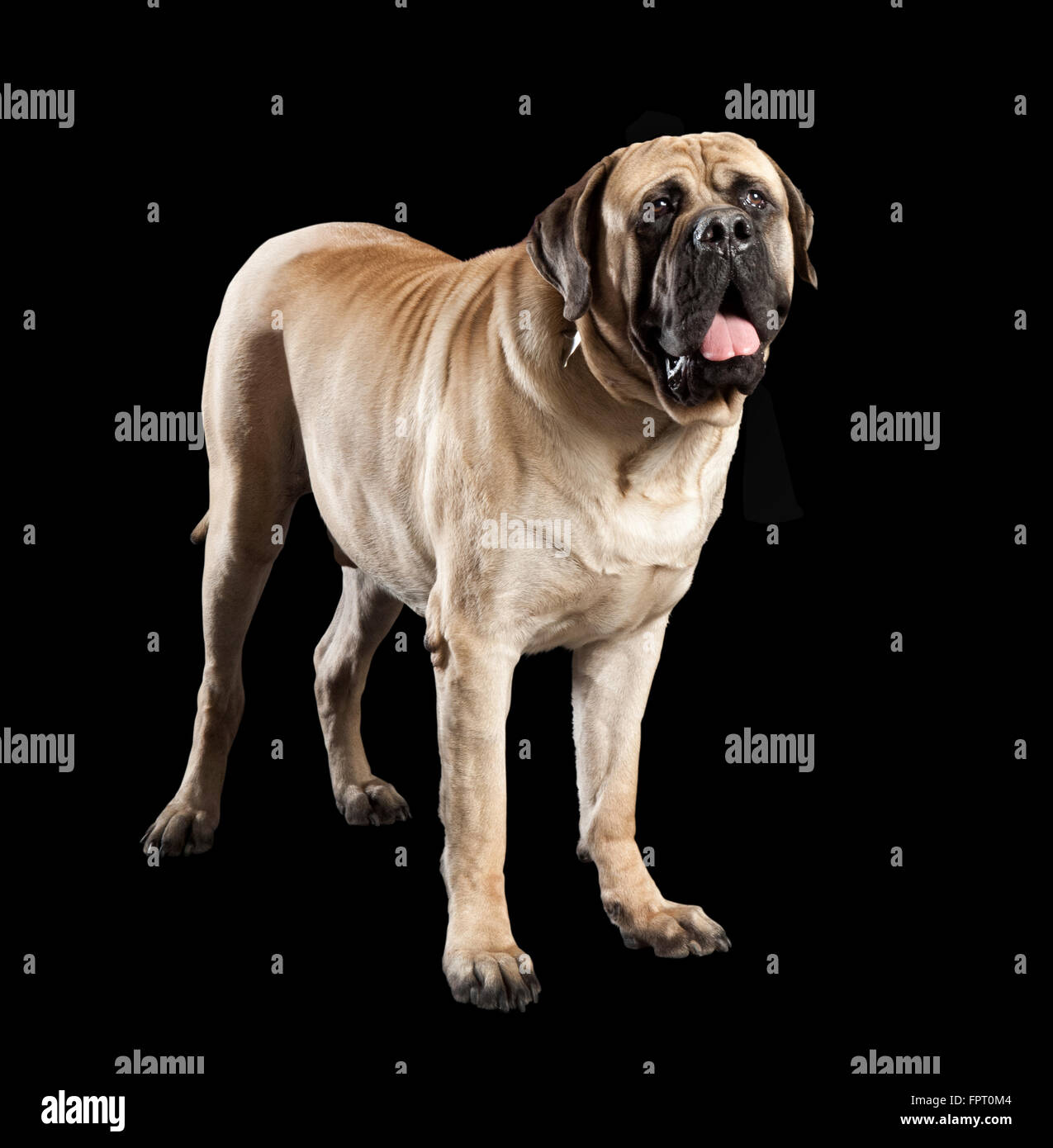 Grandi brown mastiff cane ansimante e guardando la telecamera su uno sfondo nero Foto Stock