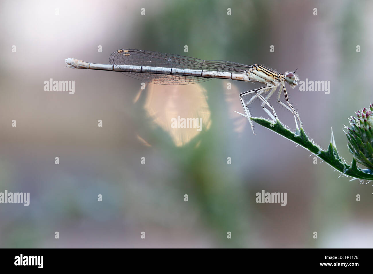 Dragonfly sulla lamina Foto Stock