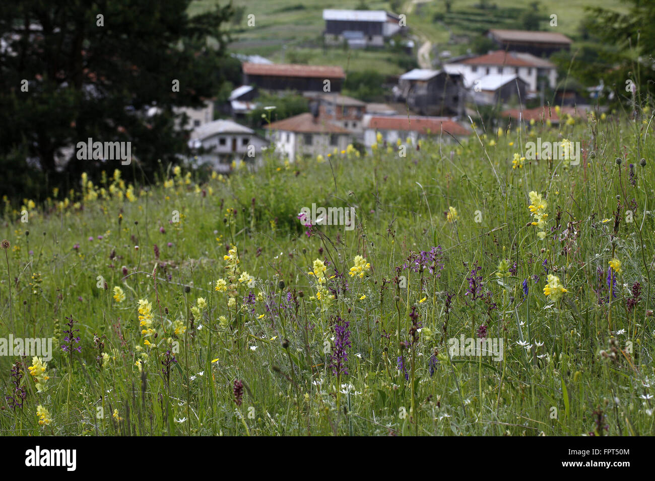 Prato di fiori selvaggi con Giallo sonaglino e Bog Orchidee Foto Stock