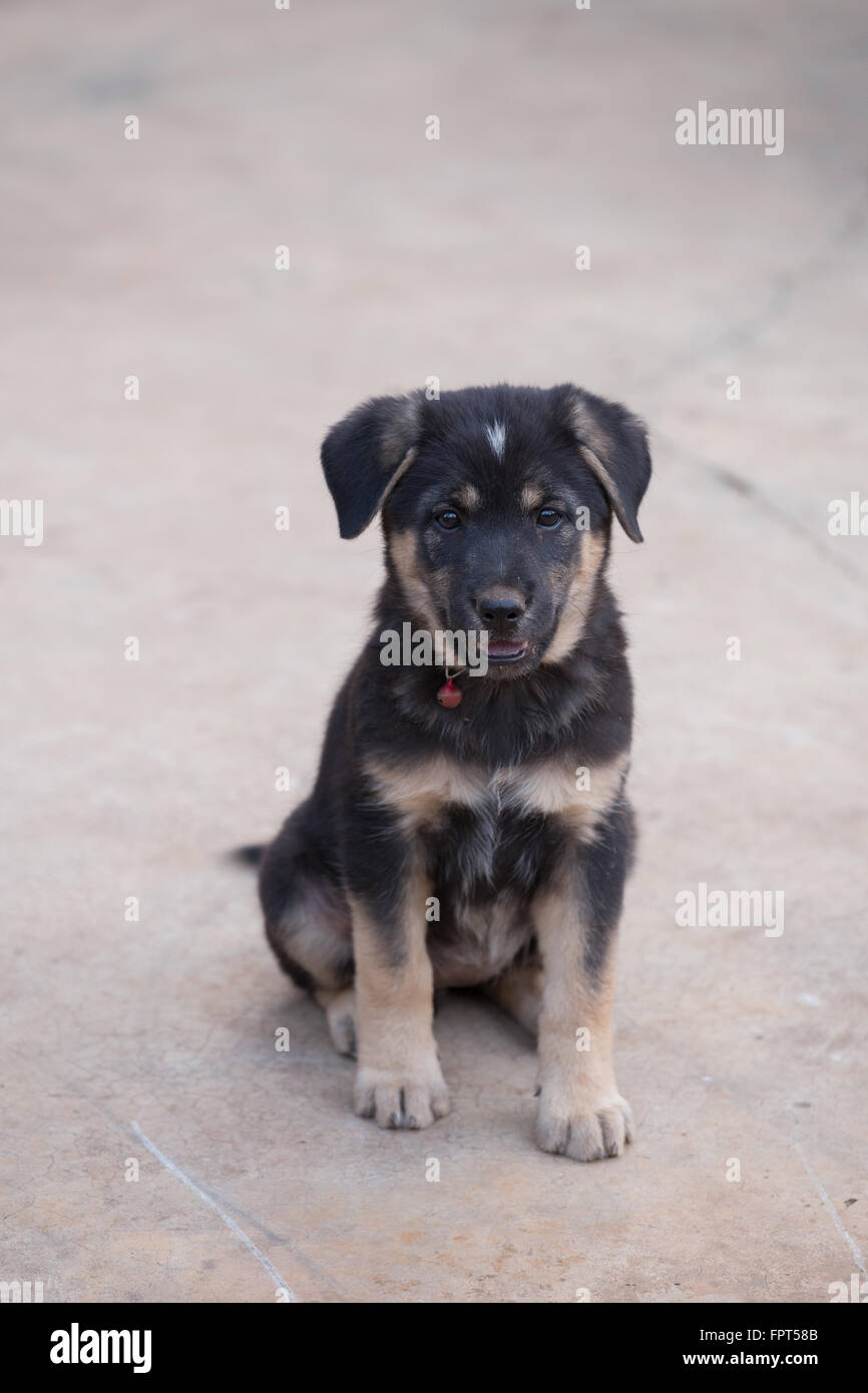 Black puppy dog sitter su strada Foto Stock