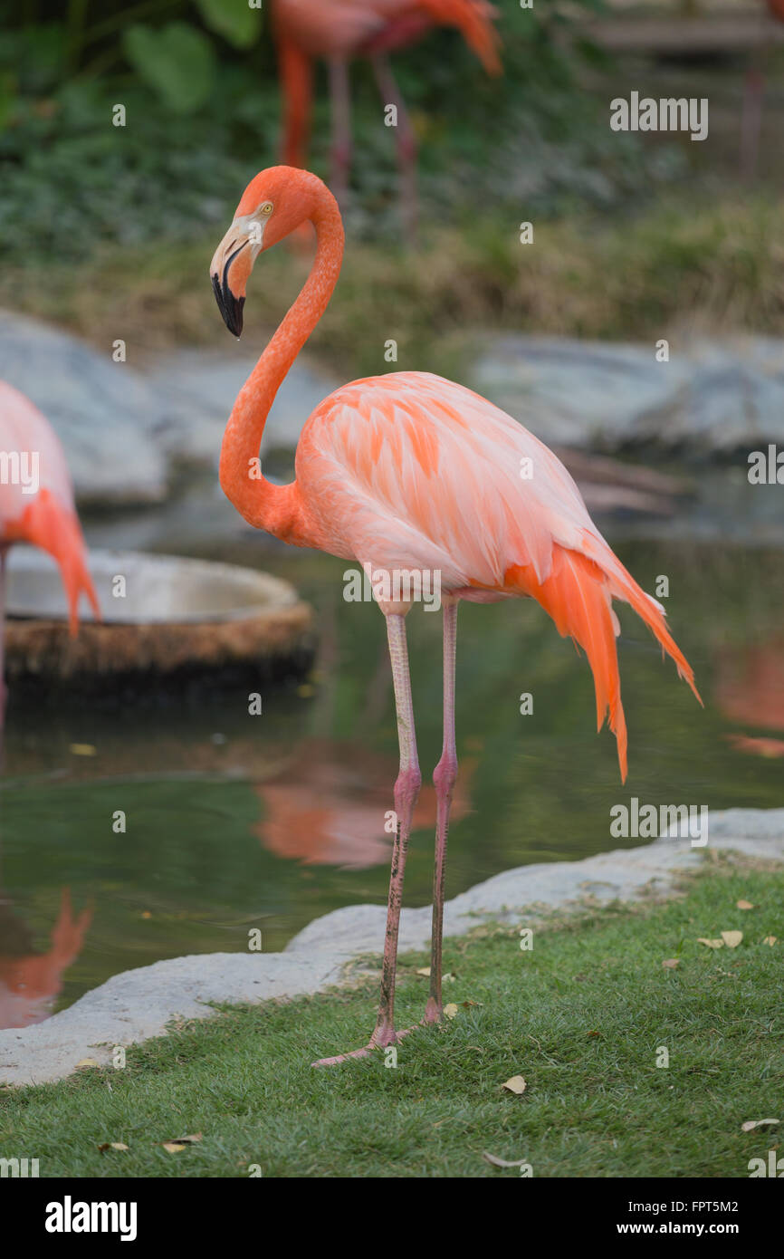 Fenicotteri americana o dei Caraibi ( fenicotteri Phoenicopterus ruber ruber) Foto Stock