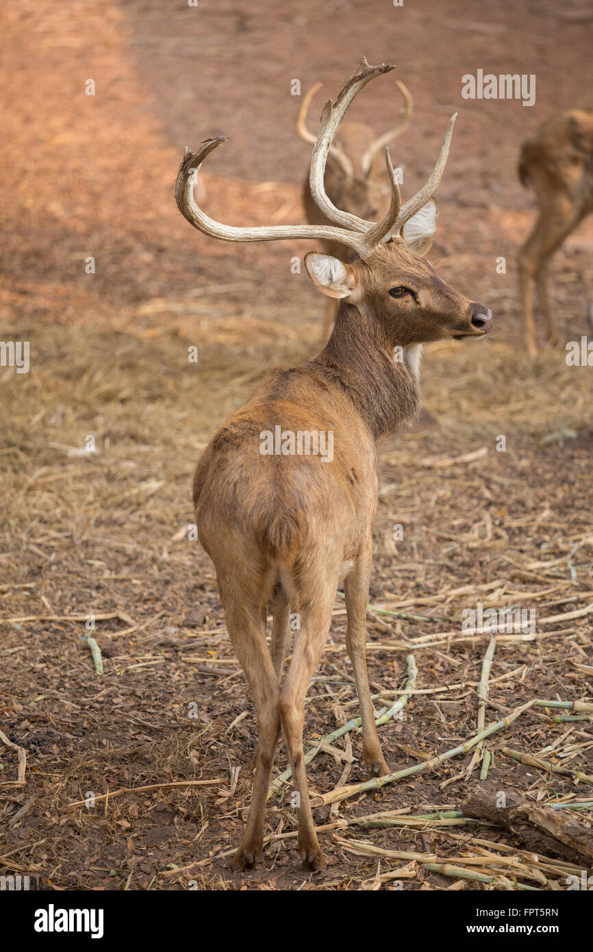 Un cervo si guarda indietro nel campo Foto Stock