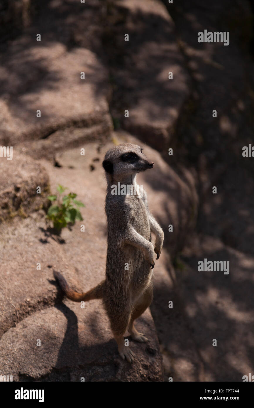 Meerkat a Paignton Zoo Foto Stock