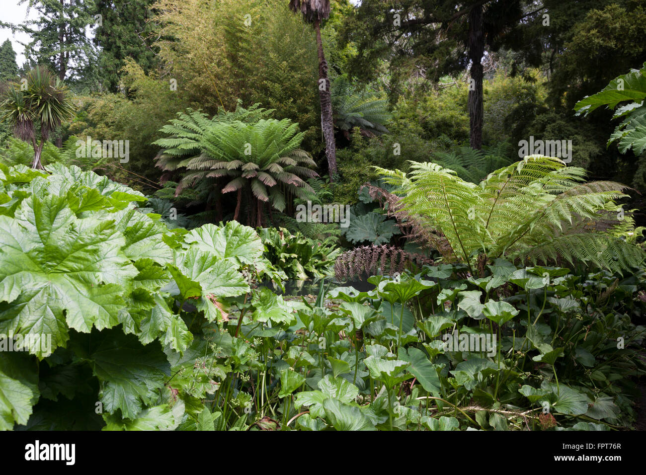Giungla in Lost Gardens of Heligan in Cornovaglia Foto Stock