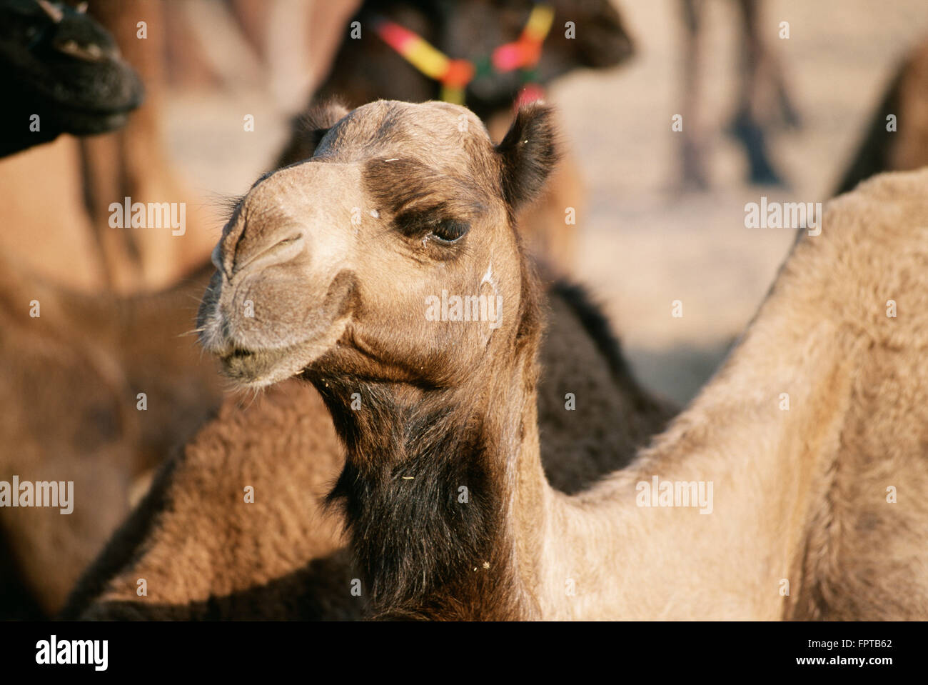Cammello all'Pushkar Camel Fair al tramonto, Rajasthan, India Foto Stock