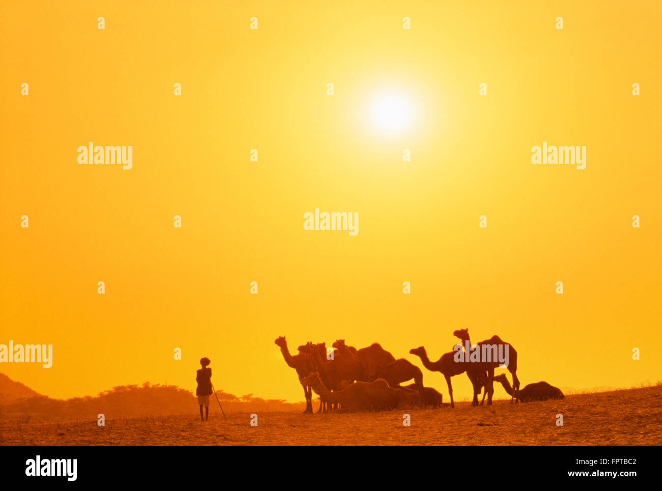 Uomo e cammelli a Pushkar Camel Fair al tramonto, Rajasthan, India Foto Stock