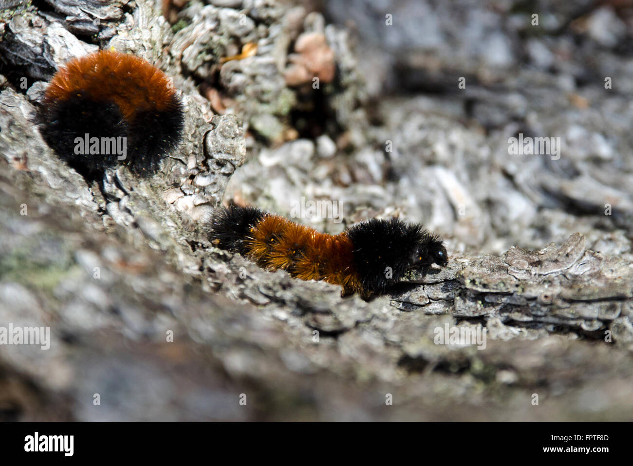 Lanosi portano i bruchi Foto Stock