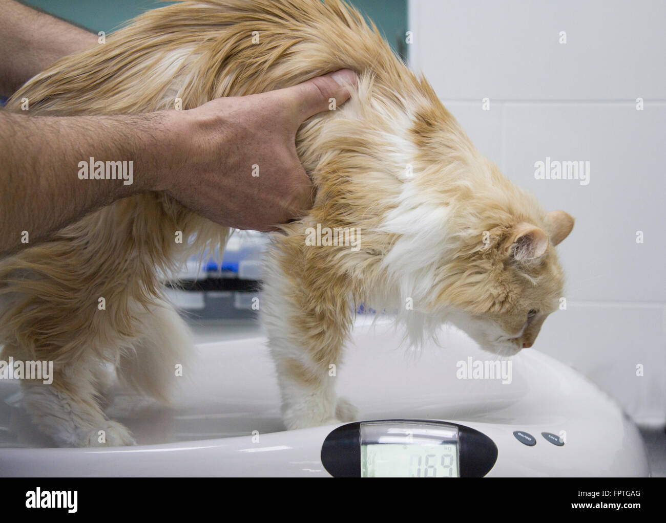 Gatto peso salito detenute da veterinario Foto Stock